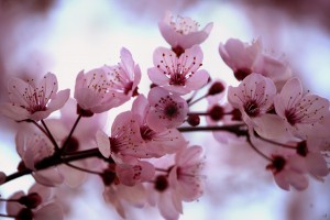 Cherry_Blossom_by_HappilyInsane