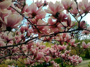 spring-magnolia